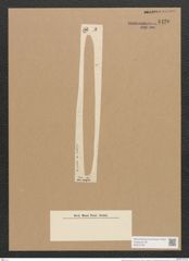 Nitzschia vitrea Normann (de-Toni-Nr.: Genus 47, Species 2112) Zeichnungen Sammlung Grunow Nr. 4430 (NHMW-BOT-W0372180)